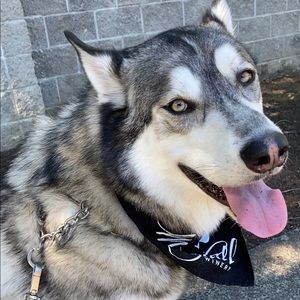 Meet your Posher, Lacy